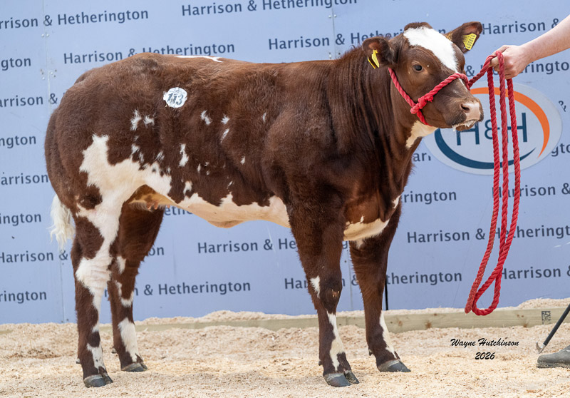 Almeley Viennetta 12,000gns